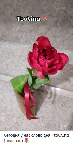 A red rose in a potDescription automatically generated with medium confidence