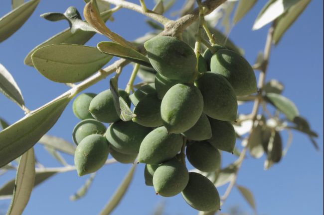 Η καλλιέργεια της ελιάς και η τεράστια σημασία της για την Ελλάδα